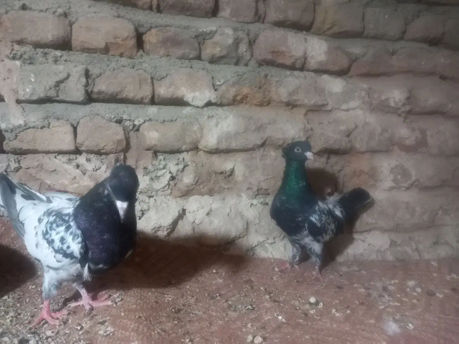 کبوتر  کله و کله دم|پرنده|گالیکش, |دیوار