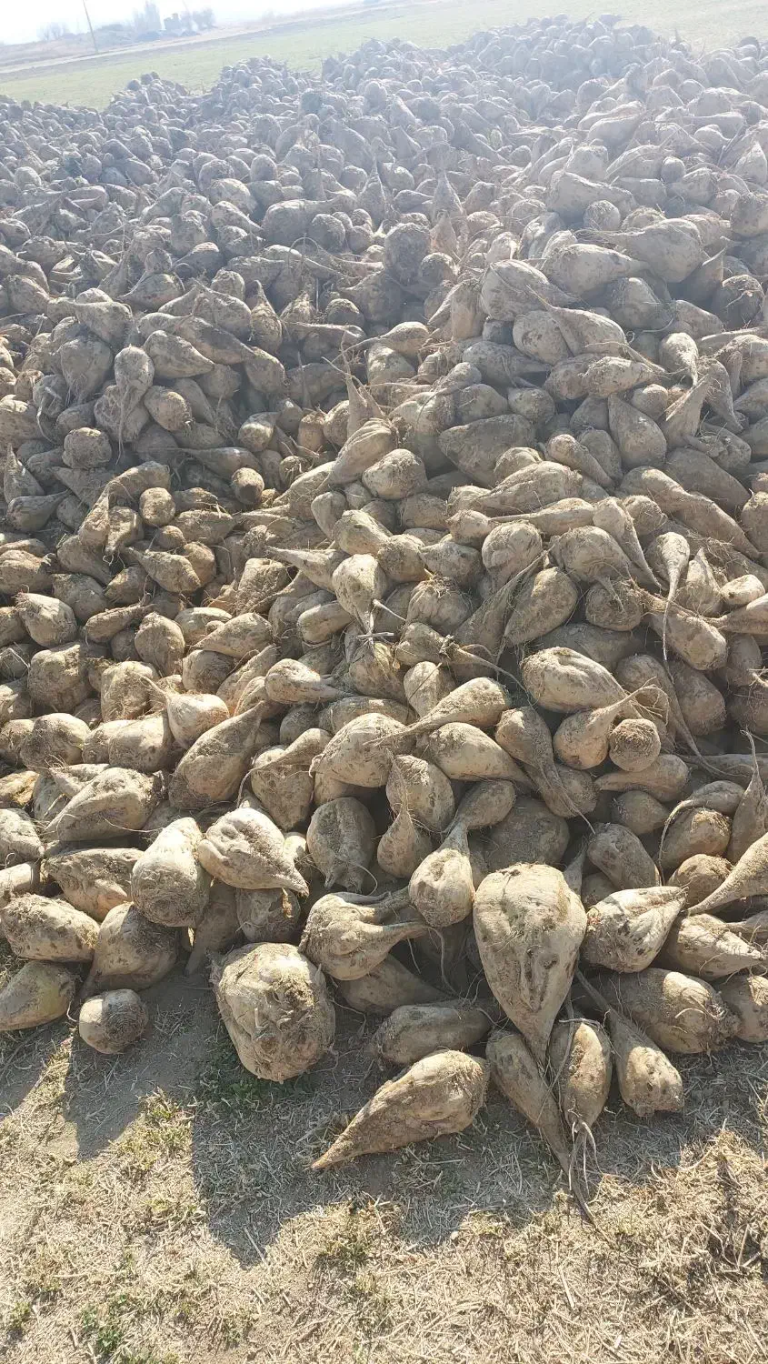 فروش چغندر|عمدهفروشی|لالجین, |دیوار