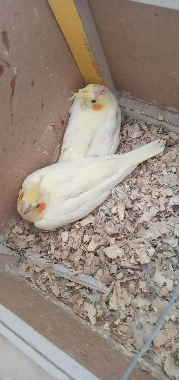 عروس هلندی جوجه|پرنده|بجنورد, |دیوار