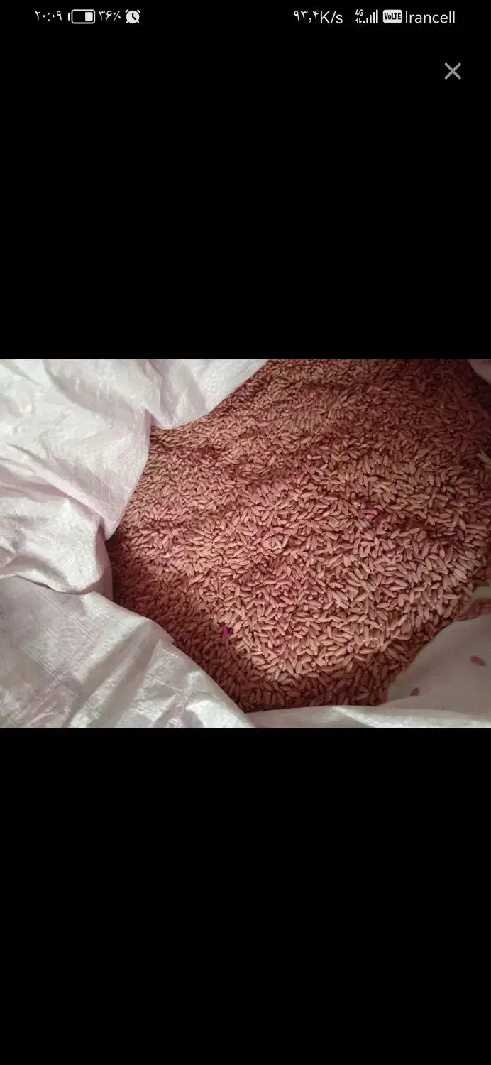 گندم|خدمات باغبانی و درختکاری|نورآباد, |دیوار