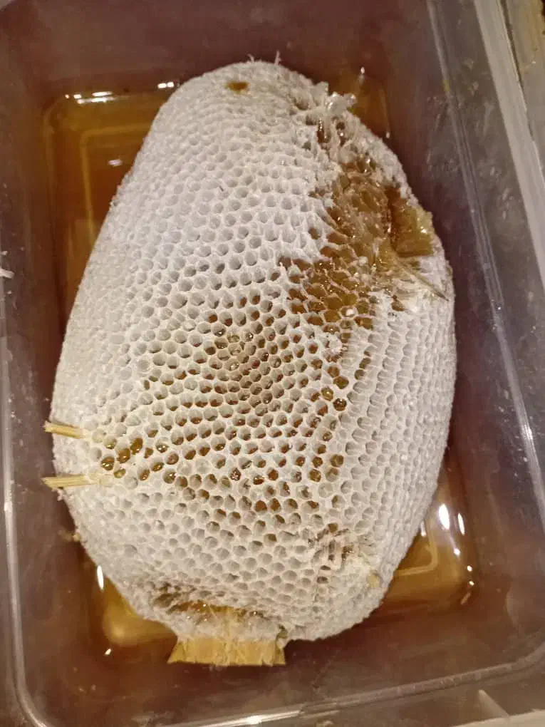 عسل وحشی|خوردنی و آشامیدنی|آبپخش, |دیوار