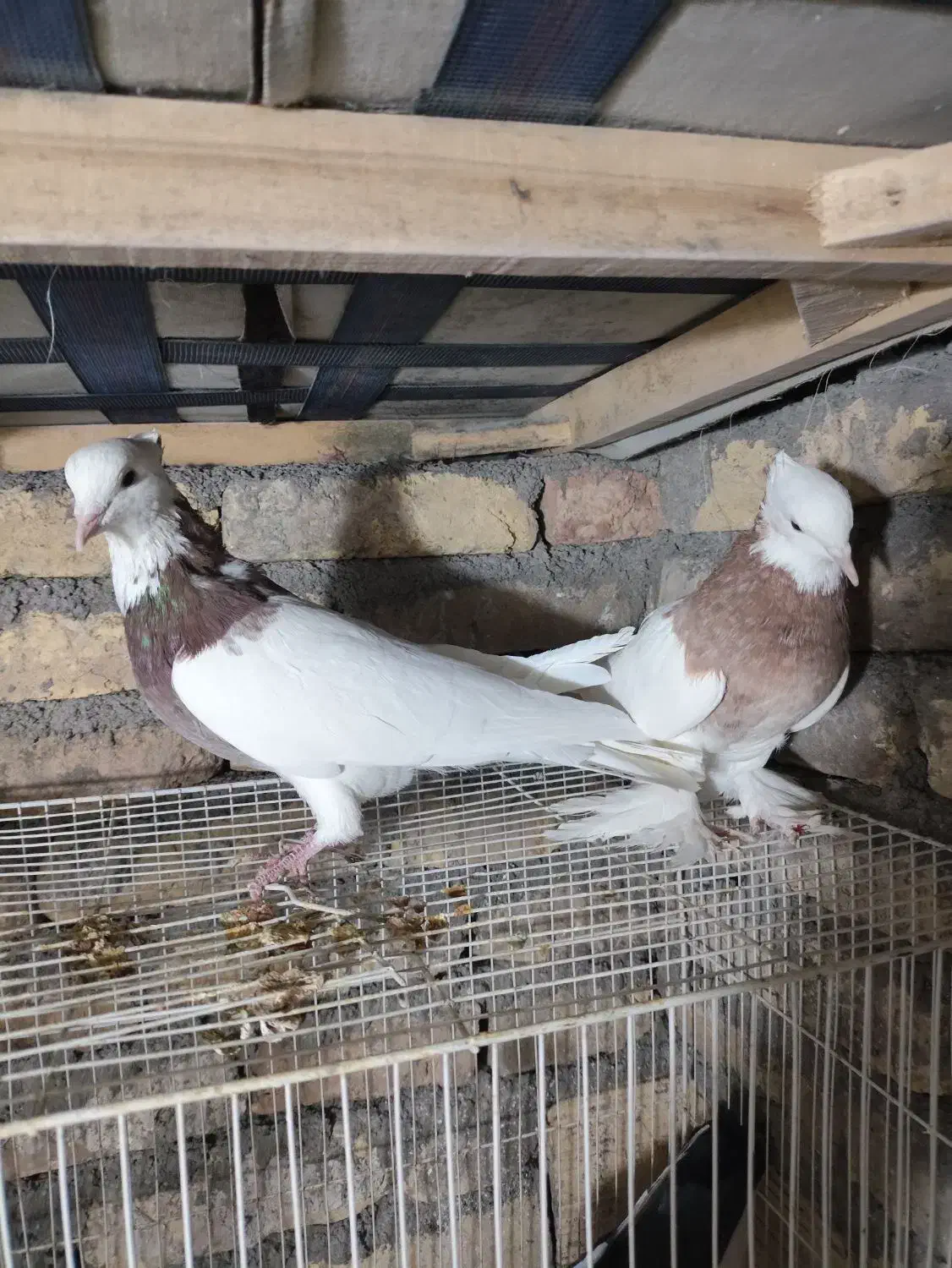 کفتر|پرنده|مشهد, شهید قربانی|دیوار