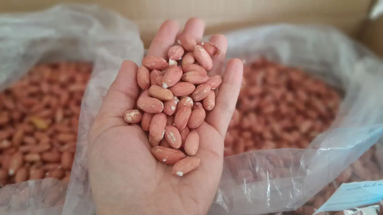 بادام زمینی اعلا|خوردنی و آشامیدنی|هشتگرد, شهرک ریحانه|دیوار