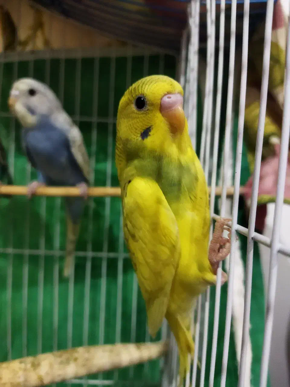 مرغ عشق|پرنده|رشت, حمیدیان|دیوار