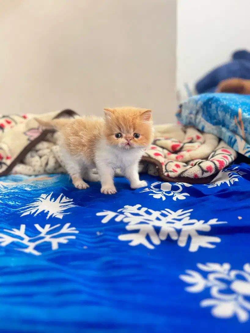 واگذاری گربه اگزوتیک|گربه|شیراز, رکنآباد|دیوار