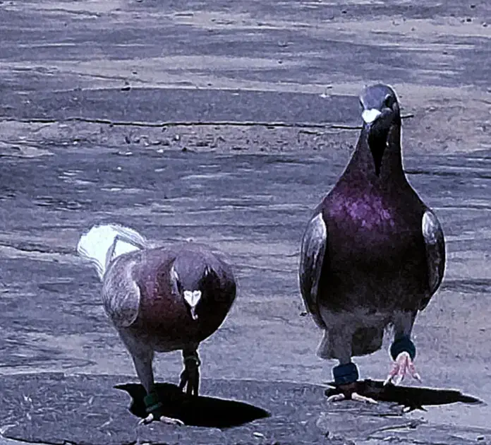 قرگی|پرنده|مشهد, شهید شهریاری|دیوار