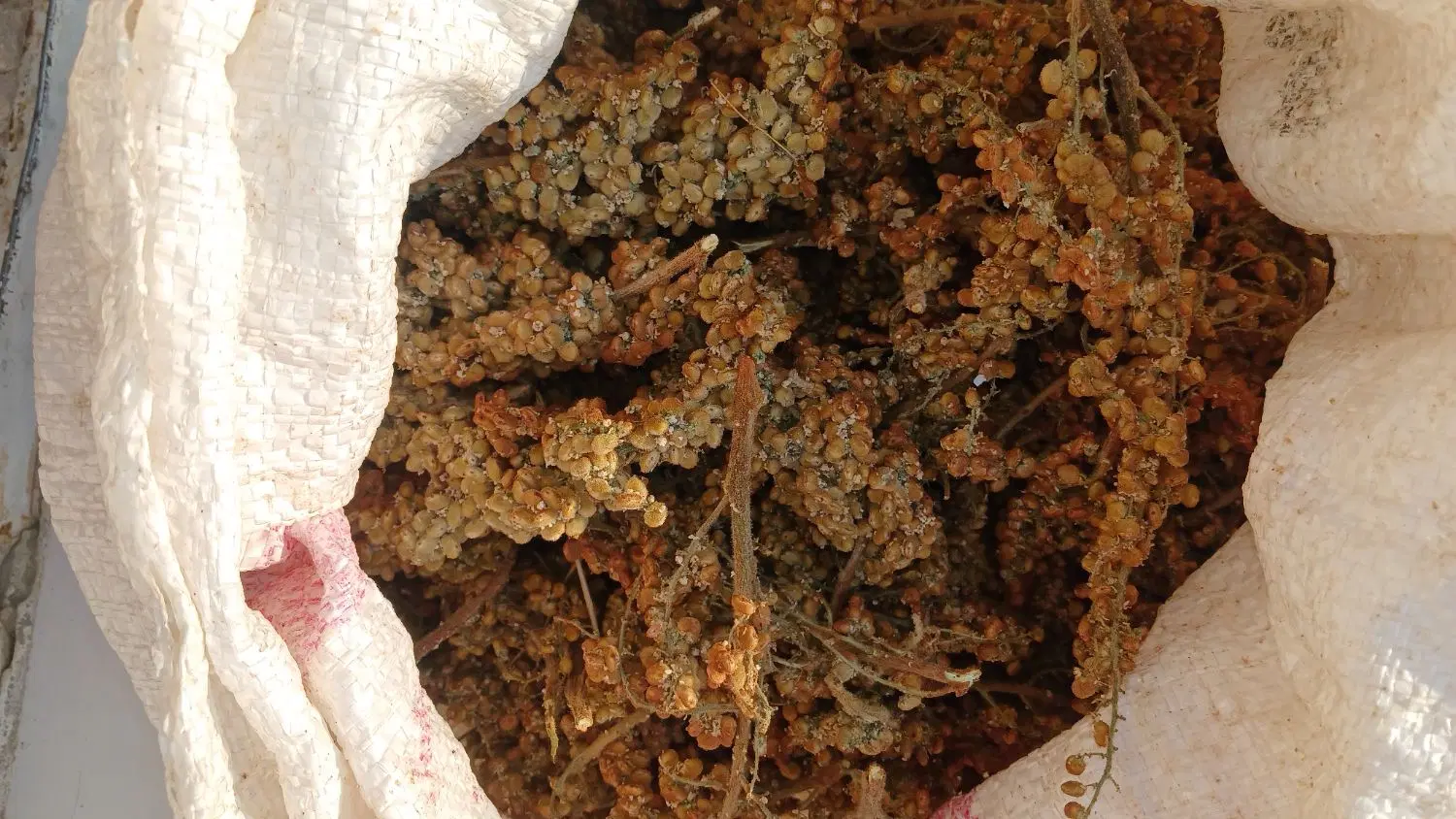 سماق|خوردنی و آشامیدنی|سنندج, |دیوار