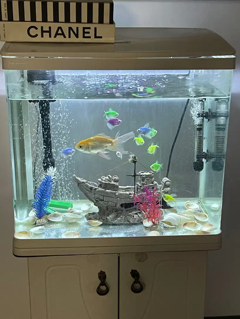 فروش اکواریوم و ماهی|ماهی|نیشابور, دارایی|دیوار