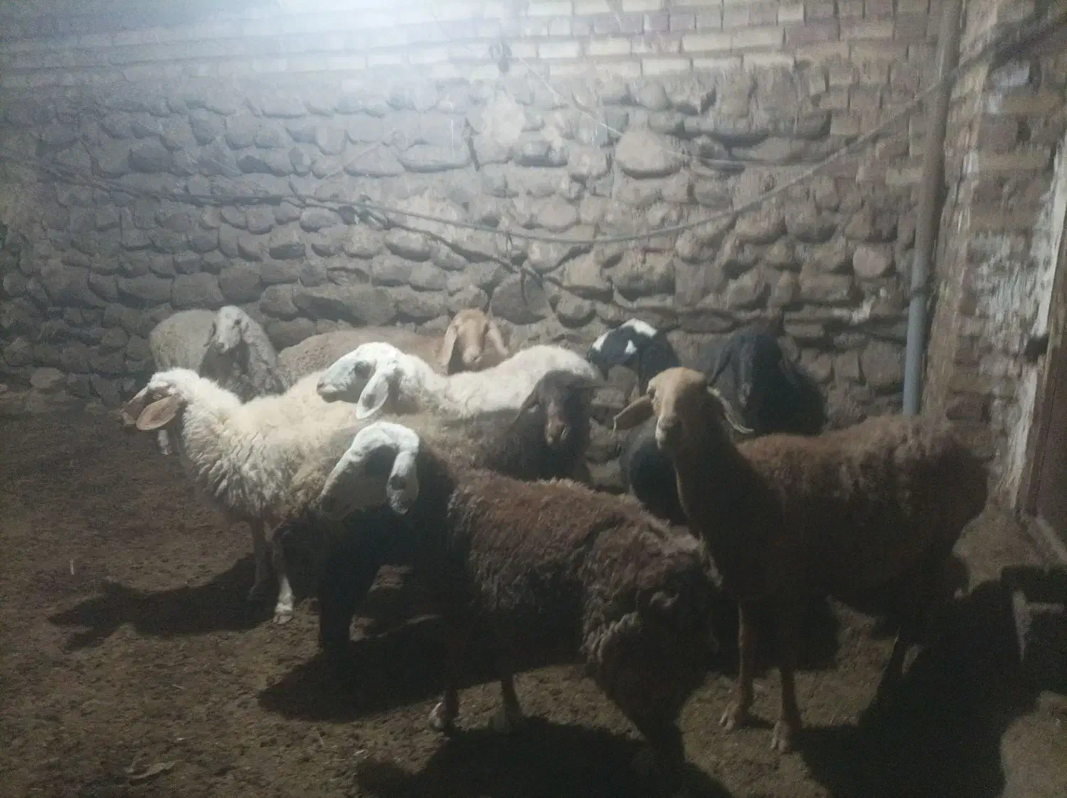 میش گله ای درشت فروشی|حیوانات مزرعه|سده (خراسان جنوبی), |دیوار