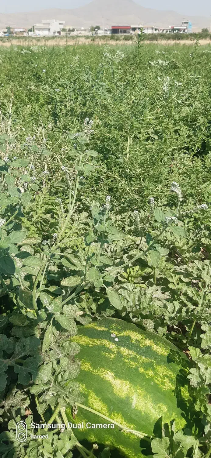 اجاره 5هکتار زمین کشاورزی|اجارهٔ دفتر صنعتی، کشاورزی، تجاری|فیروزآباد (فارس), |دیوار