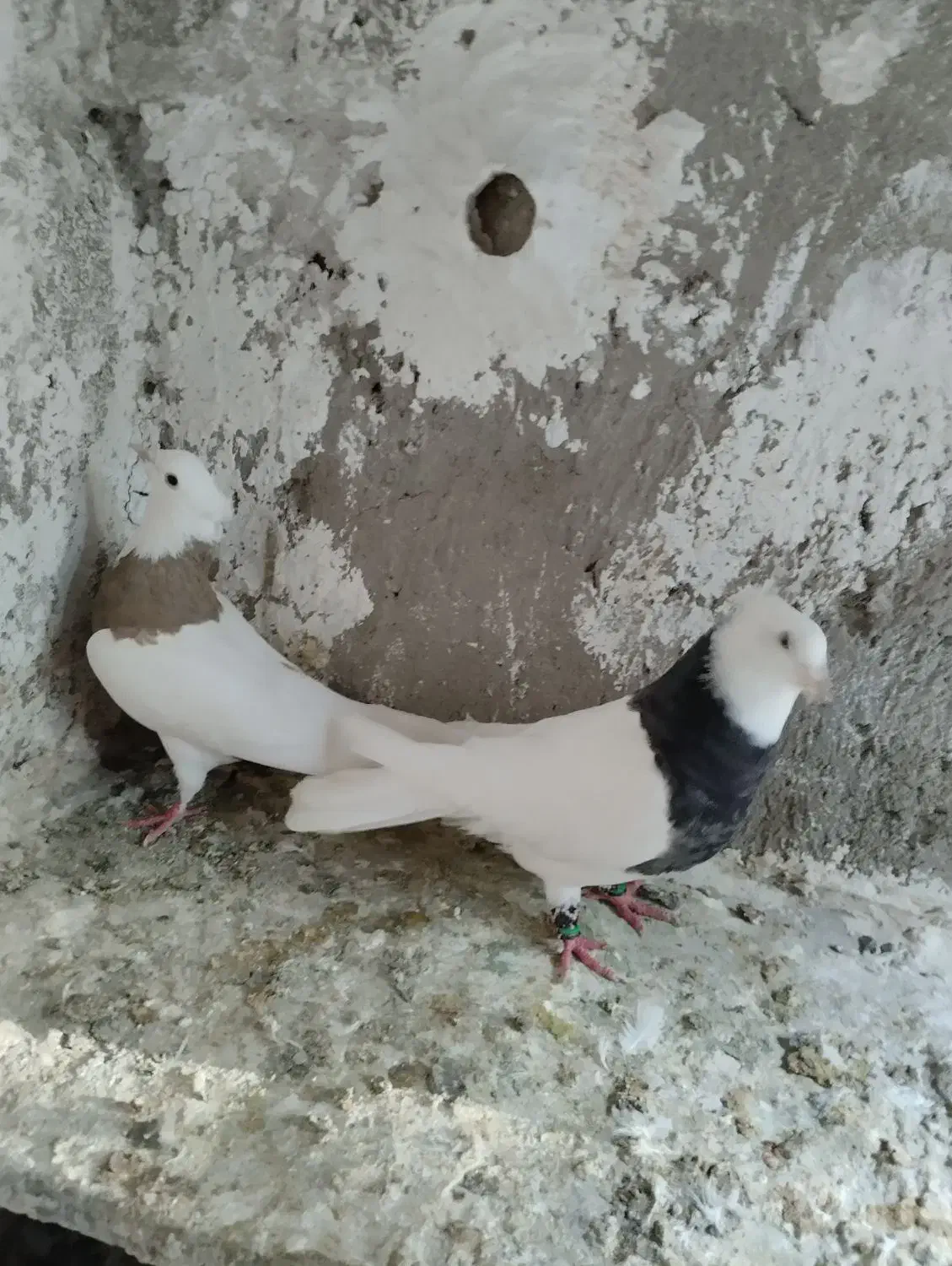 کبوتر طوقی|پرنده|شیروان (لرستان), |دیوار