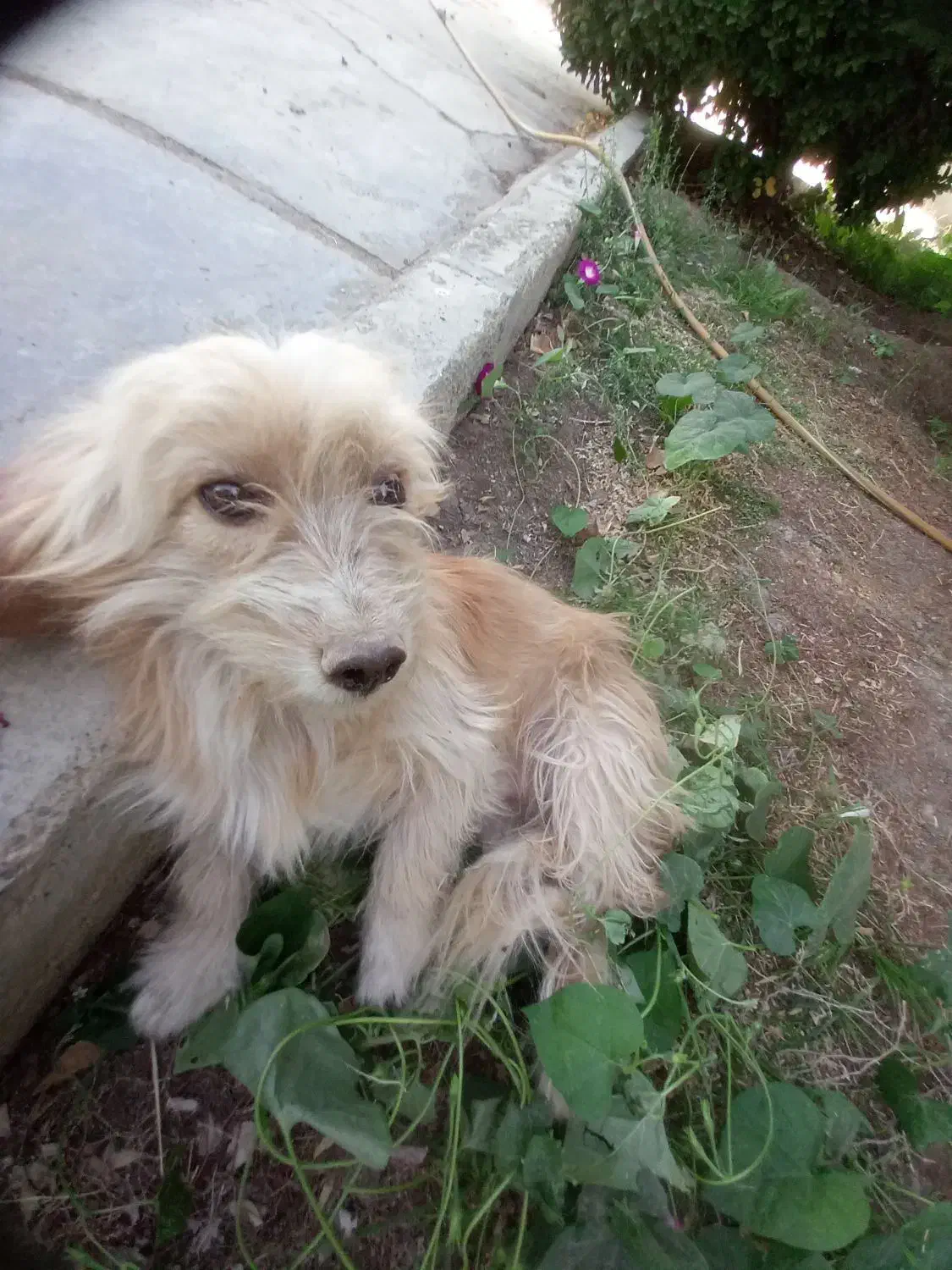 سگ ماده ونر|سگ|کرمانشاه, |دیوار