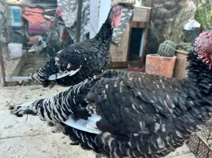 بوقلمون فروشی|حیوانات مزرعه|سراوان, |دیوار