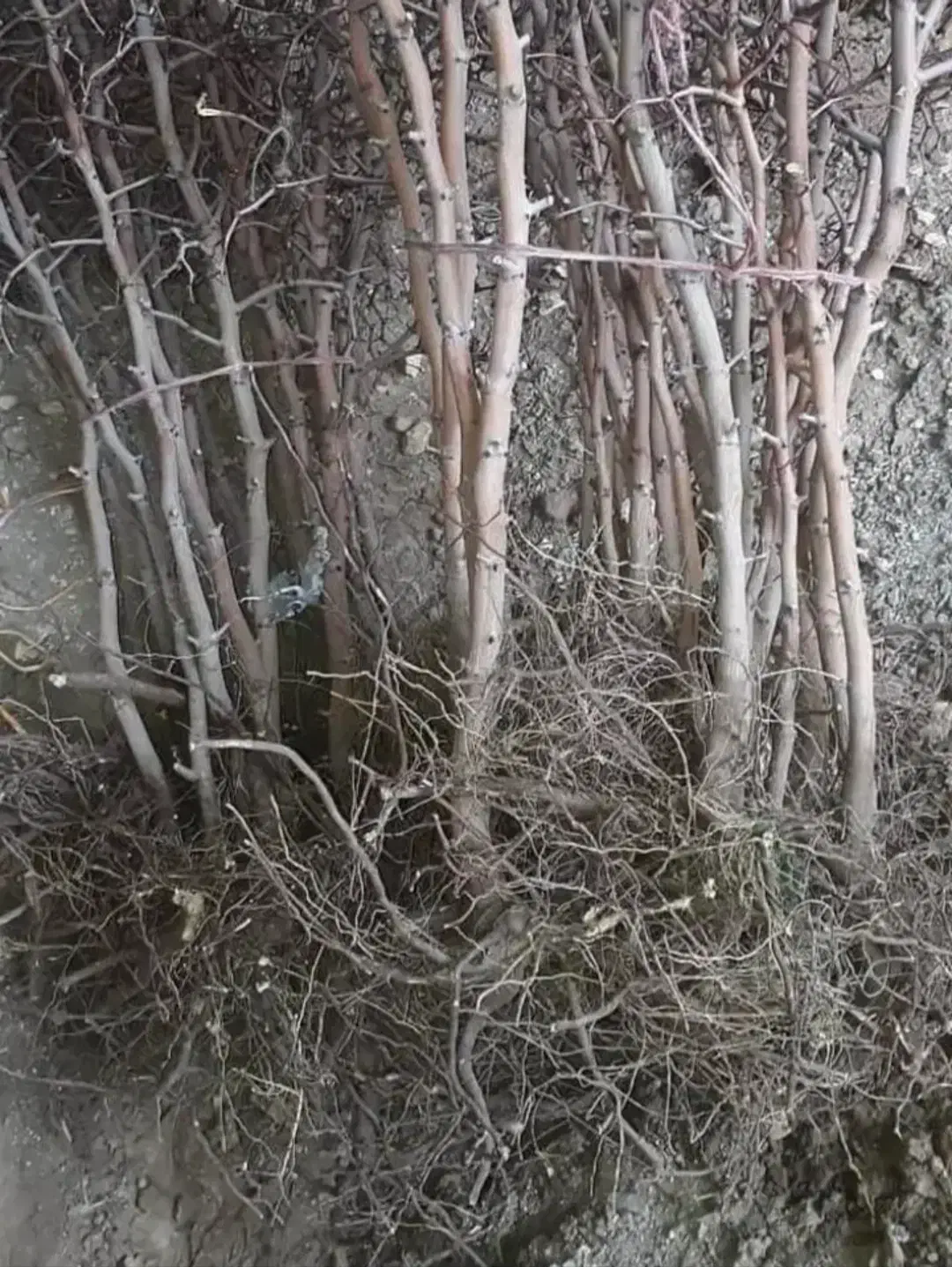 فروش نهال زرشک وعناب|خدمات باغبانی و درختکاری|نسیمشهر, |دیوار