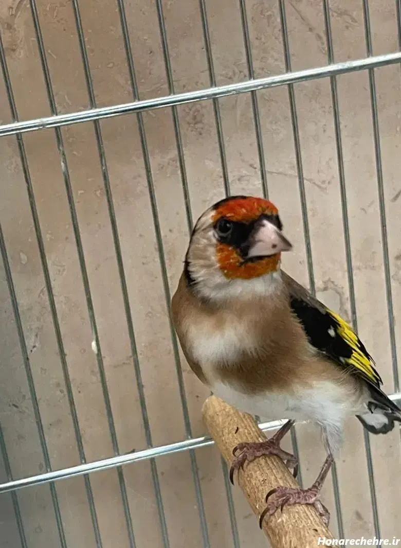 معاوضه ساعت مچی با سهره قفسی|پرنده|ایلام, |دیوار