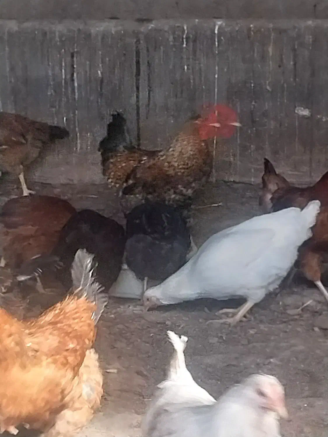 مرغ وخروس درجه یک به شرط|حیوانات مزرعه|دشتابی, |دیوار