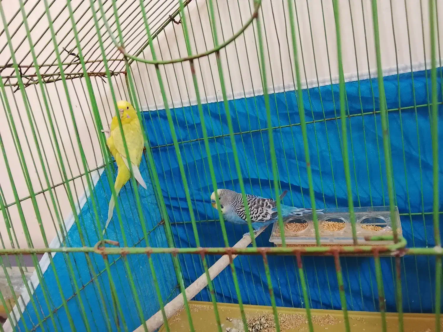 مرغ عشق|پرنده|شاهین‌شهر, شهرک گلدیس|دیوار