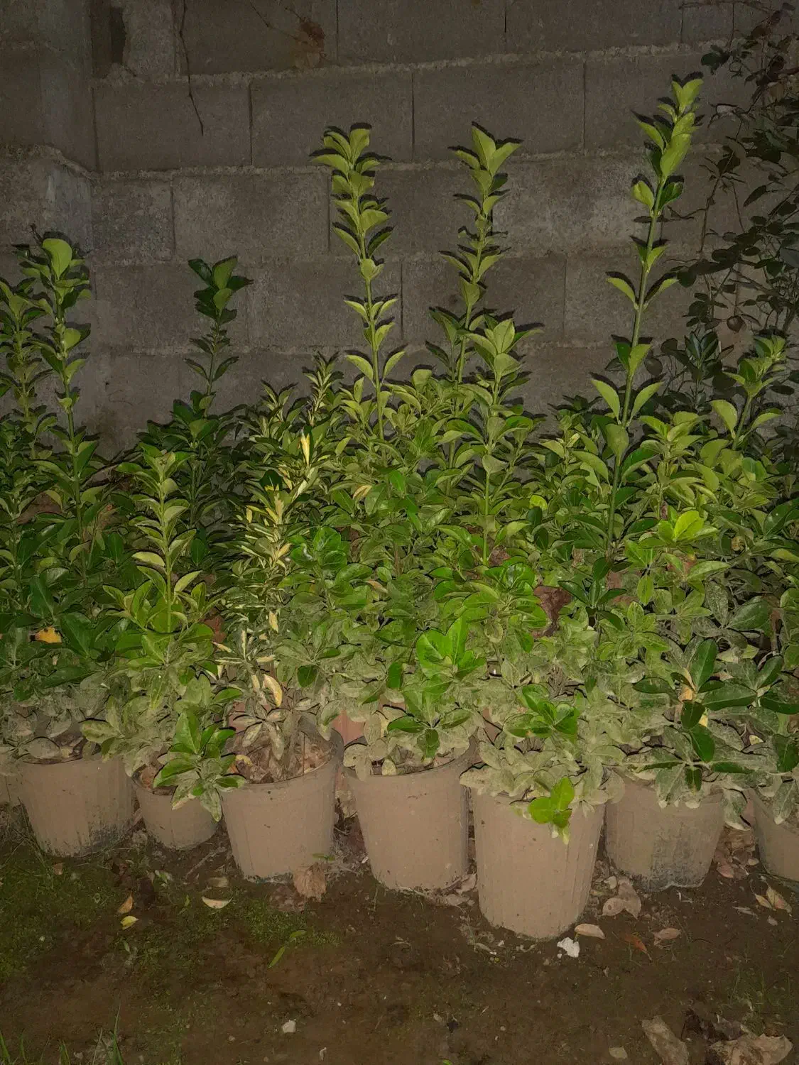 گل شمشاد|گل و گیاه طبیعی|آستانه اشرفیه, |دیوار