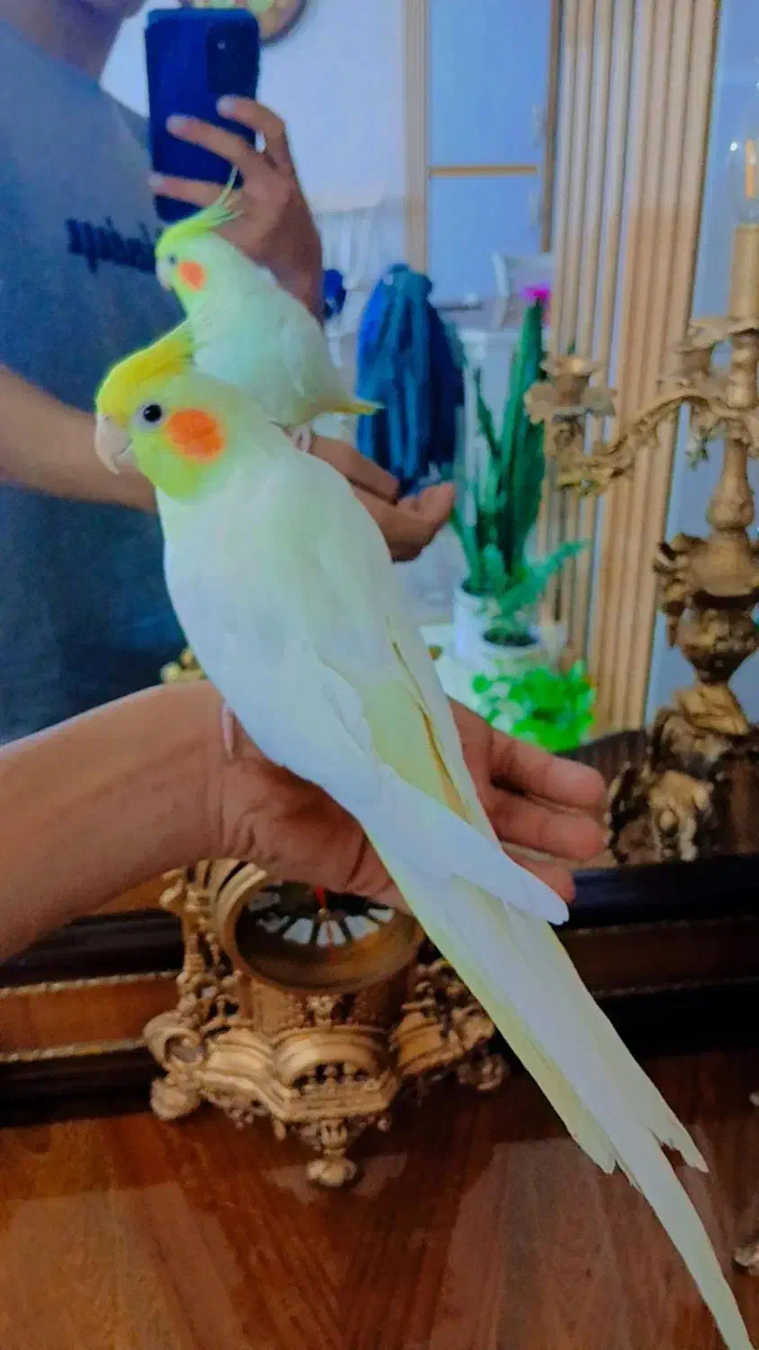 عروس هلندی لوتینو ماده بالغ کاملا دستی|پرنده|مشهد, کوی المهدی|دیوار