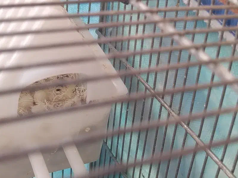 فنچ|پرنده|همدان, |دیوار