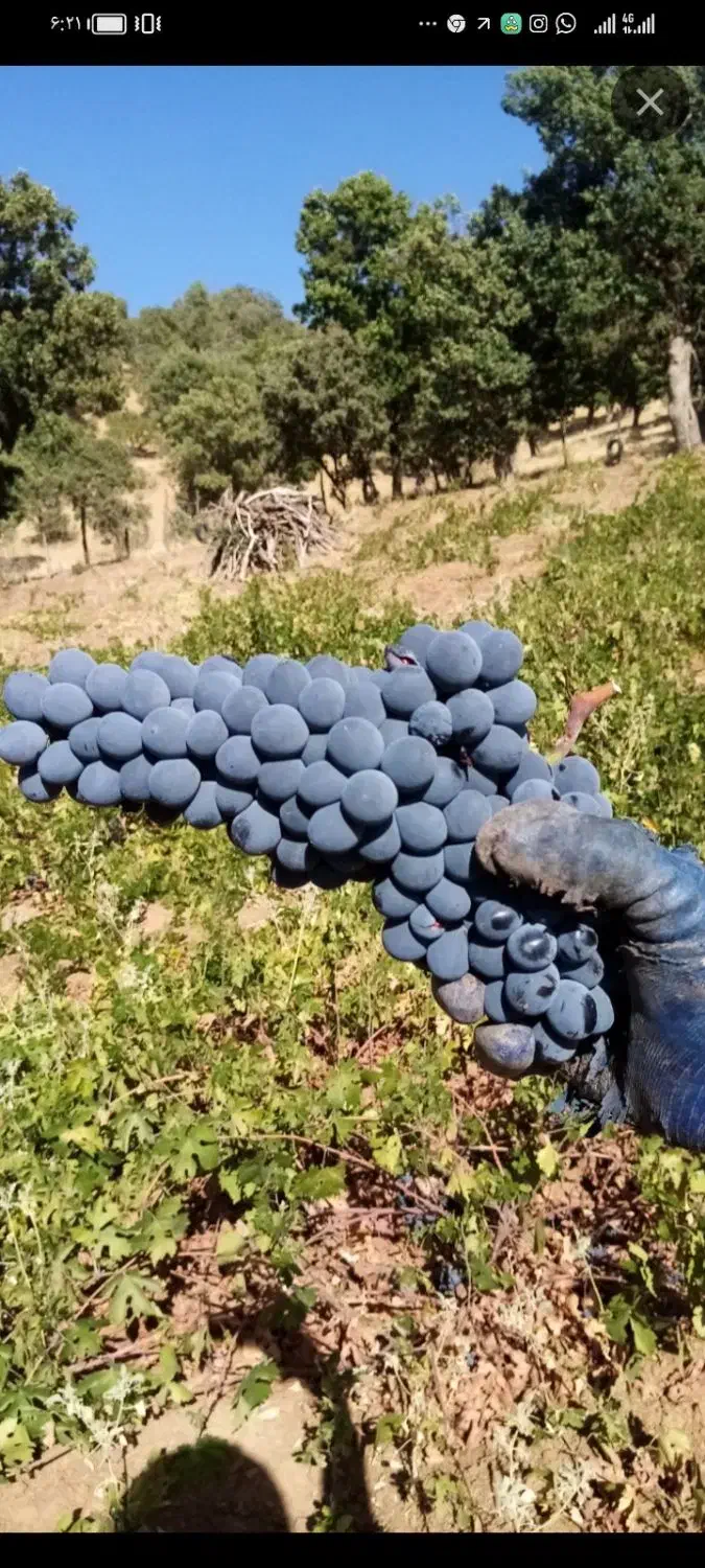 زیره سبز و مویز آفتابی سیاه|خوردنی و آشامیدنی|طاغنکوه, |دیوار