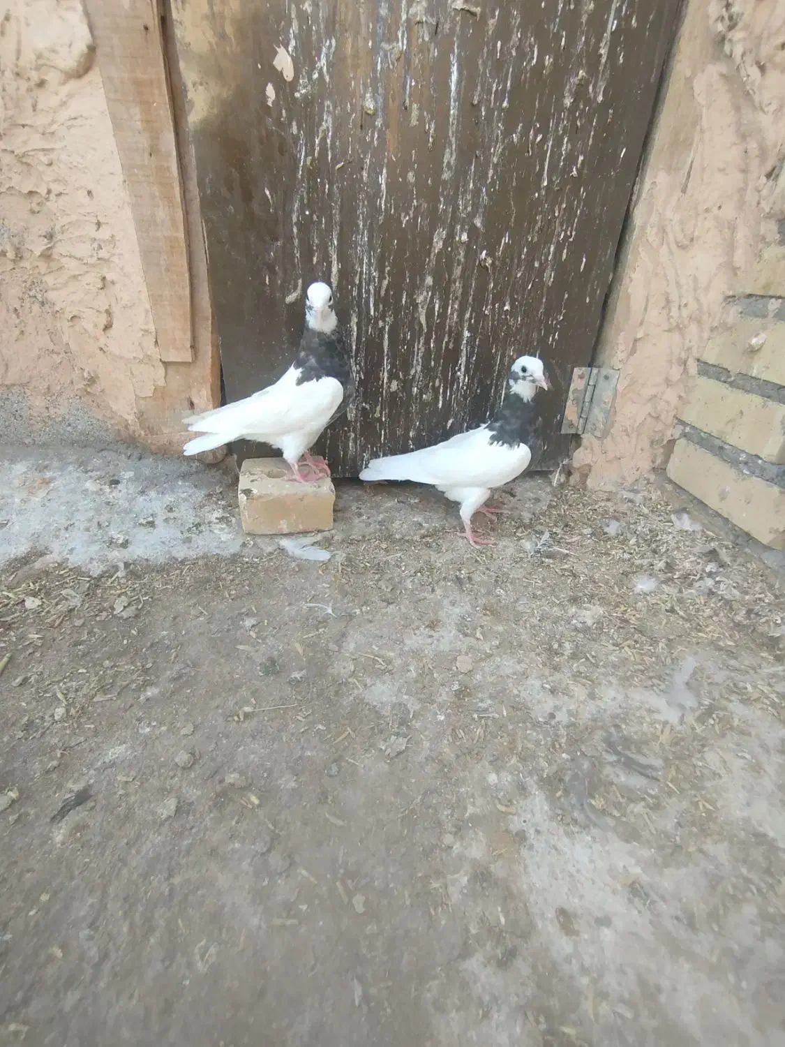 کبوتر|پرنده|میاندوآب, |دیوار