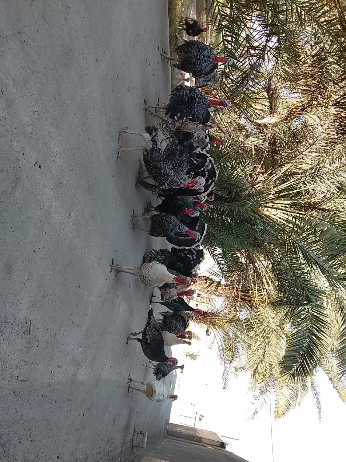 تعدادی بوقلمون نرماده|حیوانات مزرعه|بهبهان, |دیوار