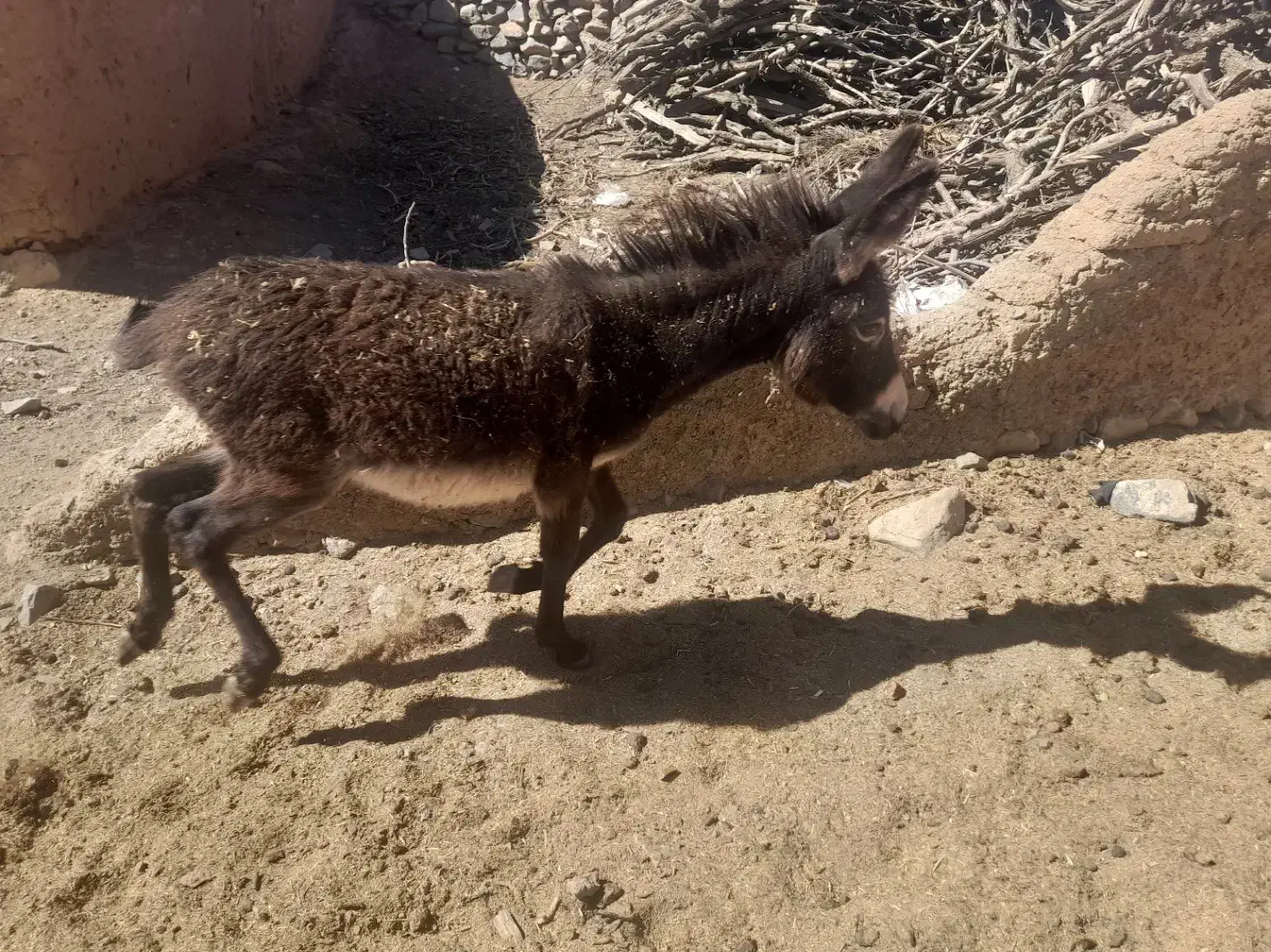 کره الاغ|حیوانات مزرعه|سبزوار, رضوی|دیوار