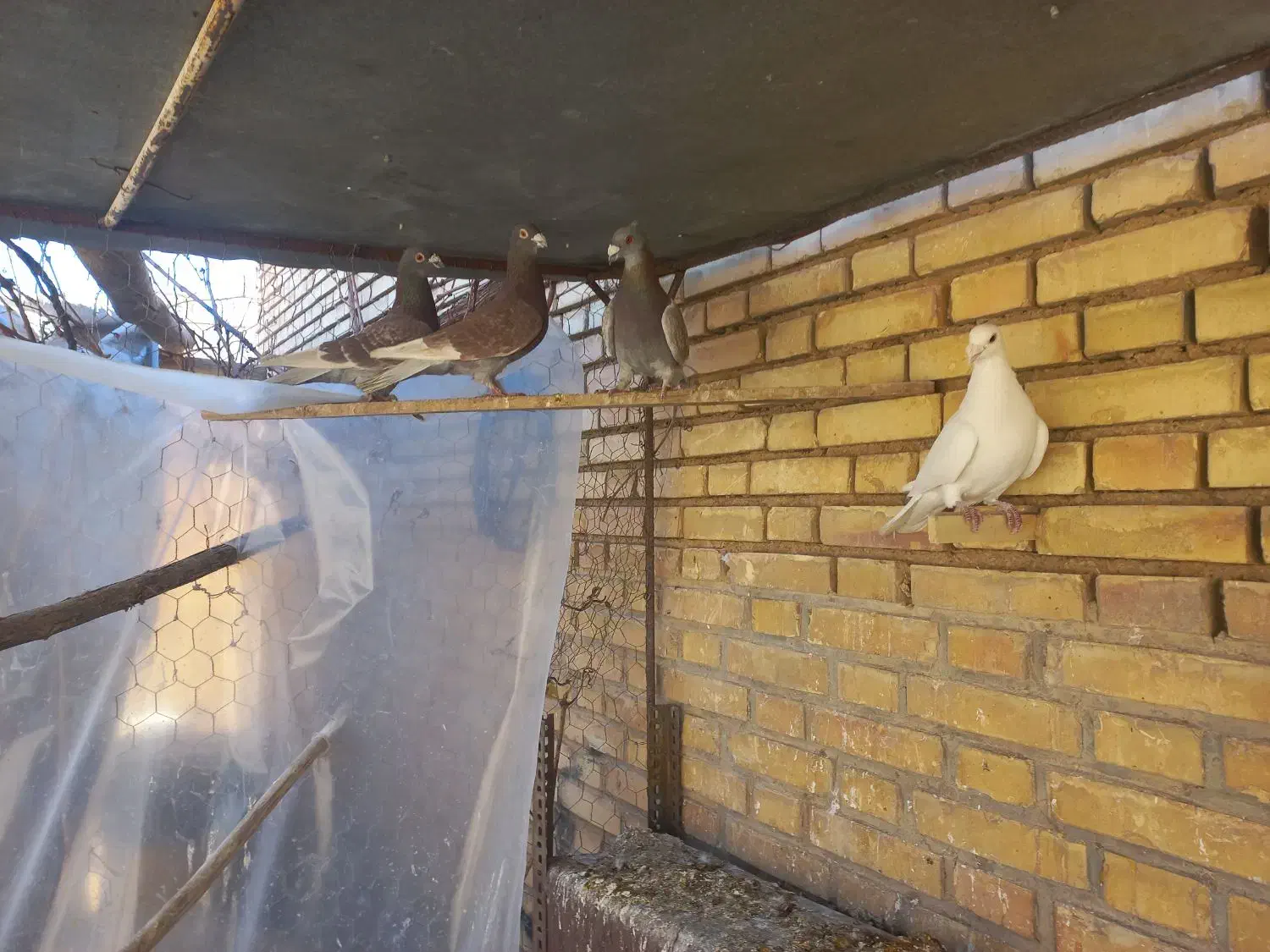 کبوتر|پرنده|آباده, |دیوار