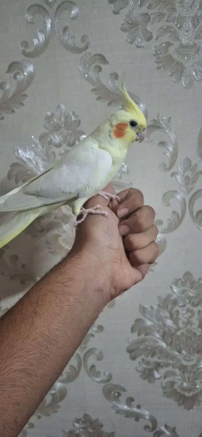 عروس هلندی|پرنده|تهران, پرستار|دیوار