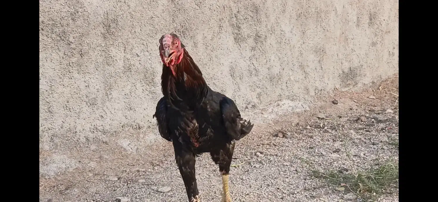 فروش تخممرغ لاری|حیوانات مزرعه|باغ ملک, |دیوار