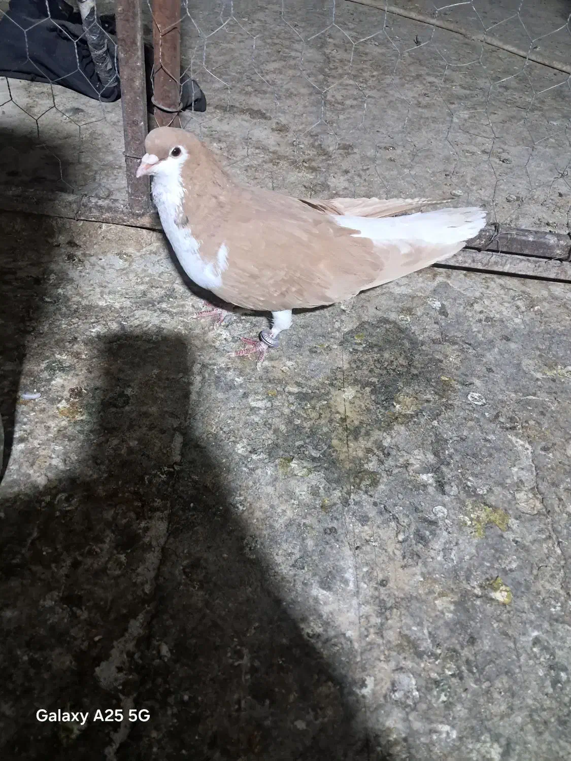 کبوتر شهری زرد|پرنده|مرودشت, ثبت احوال|دیوار