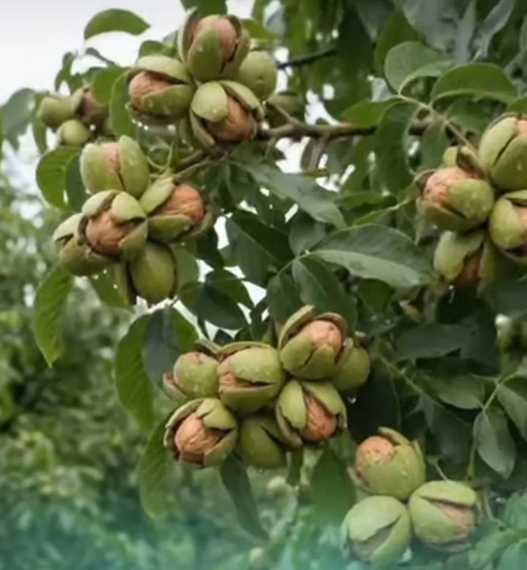 فروش عمده گردو بادام پسته نهال ژنوتیپ برتر|خدمات باغبانی و درختکاری|همدان, |دیوار