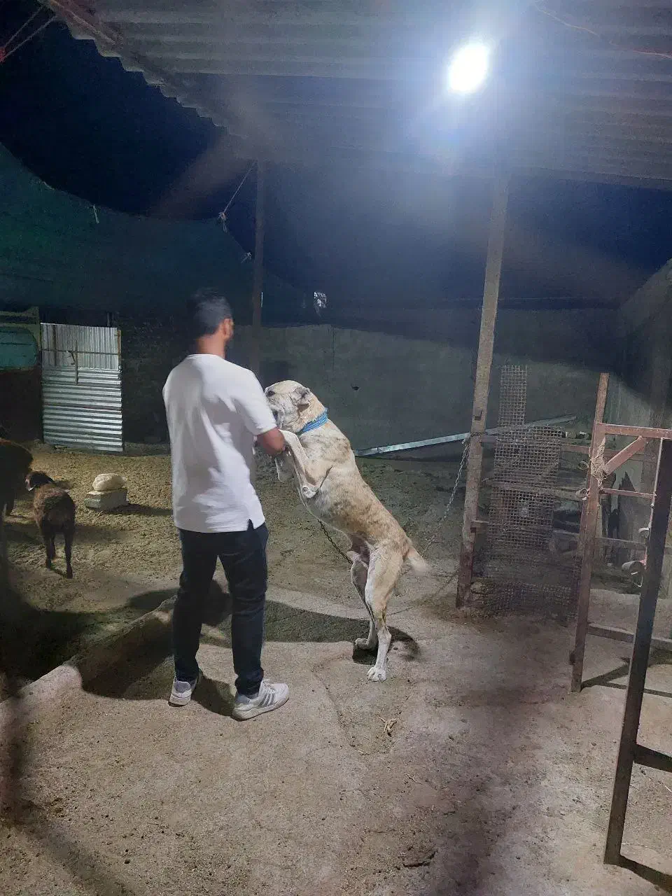 سگ گله ای|سگ|تربتحیدریه, یحیی آباد|دیوار