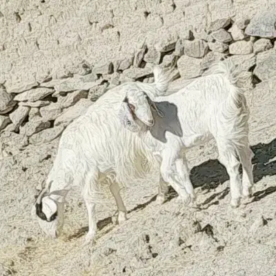 گوسفند|حیوانات مزرعه|سراوان, |دیوار