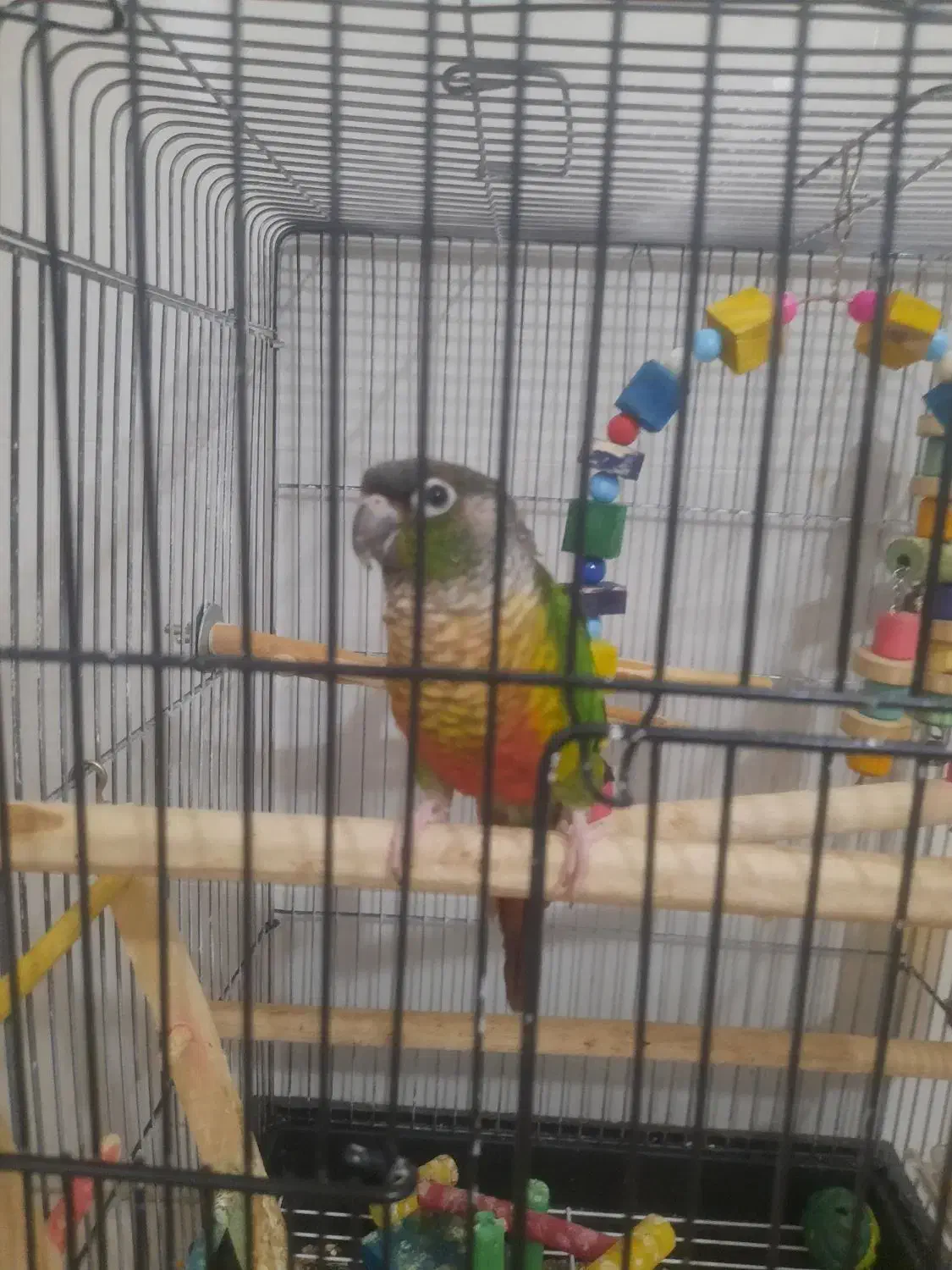 گرینچیک|پرنده|یزد, |دیوار