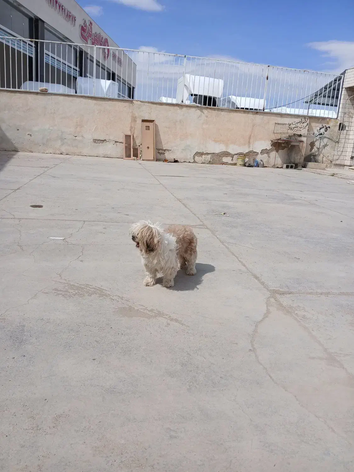 سگ شیتزو|سگ|شیراز, وزیرآباد|دیوار