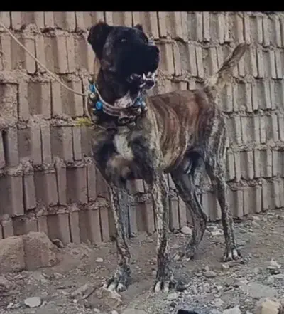 سن دوسال گله ای دهن پاک قد۸۵پرزور|سگ|مشهد, انقلاب|دیوار