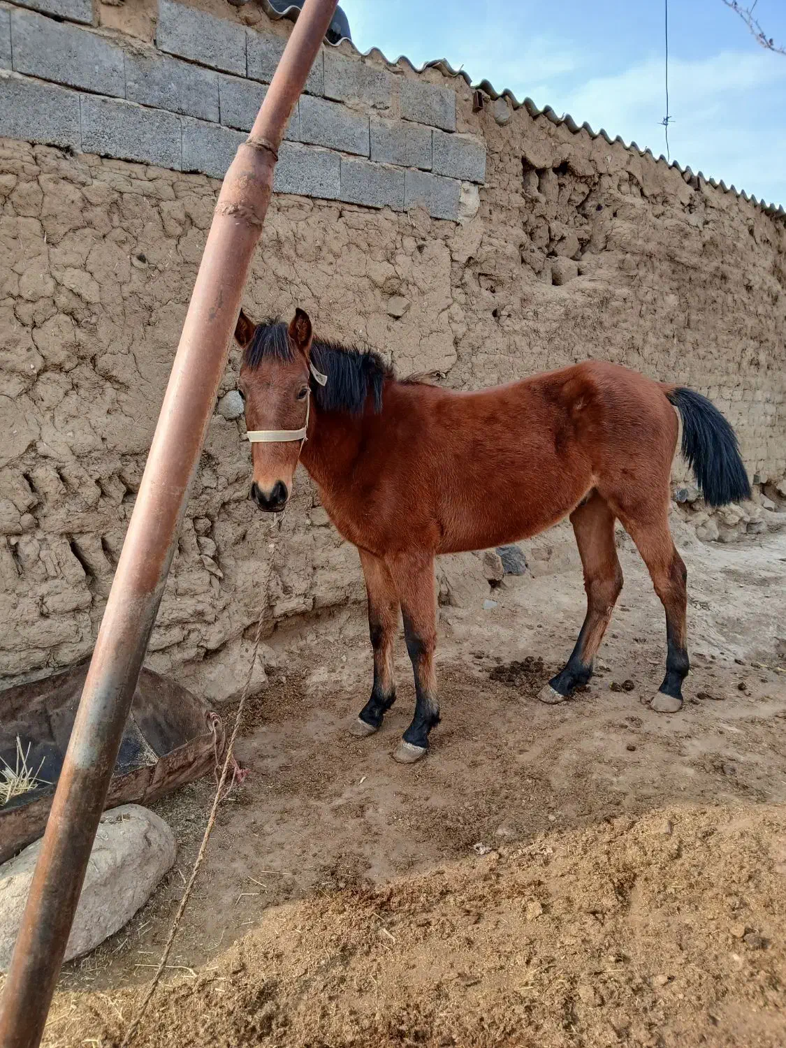 اسب نریان|اسب و تجهیزات اسبسواری|اردبیل, |دیوار