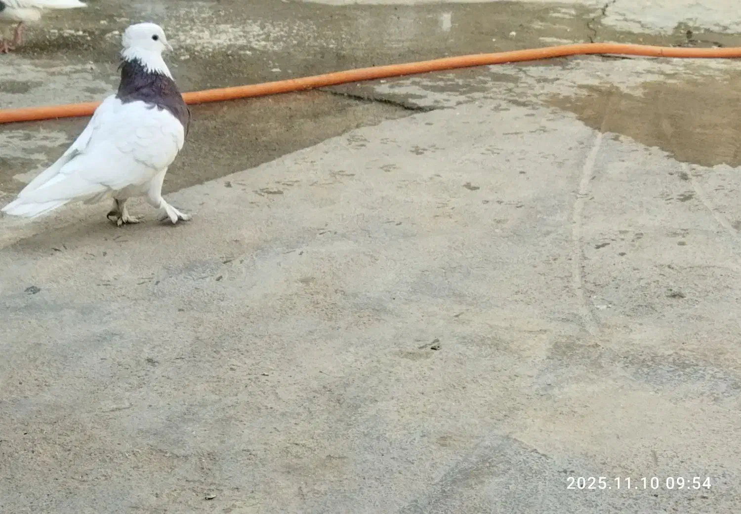 کبوتر طوقی کاکول پاپر|پرنده|مسجد سلیمان, |دیوار