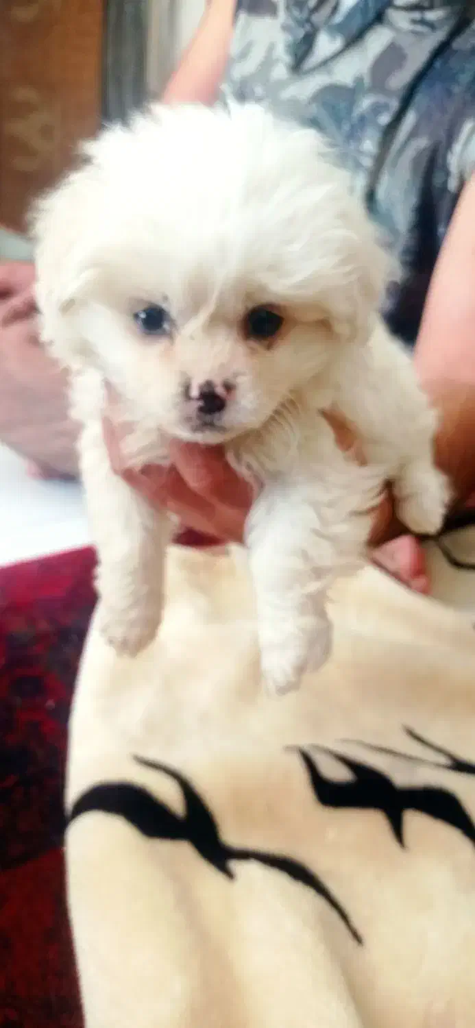 توله سگ پامرین خرسی|سگ|تهران, جردن|دیوار