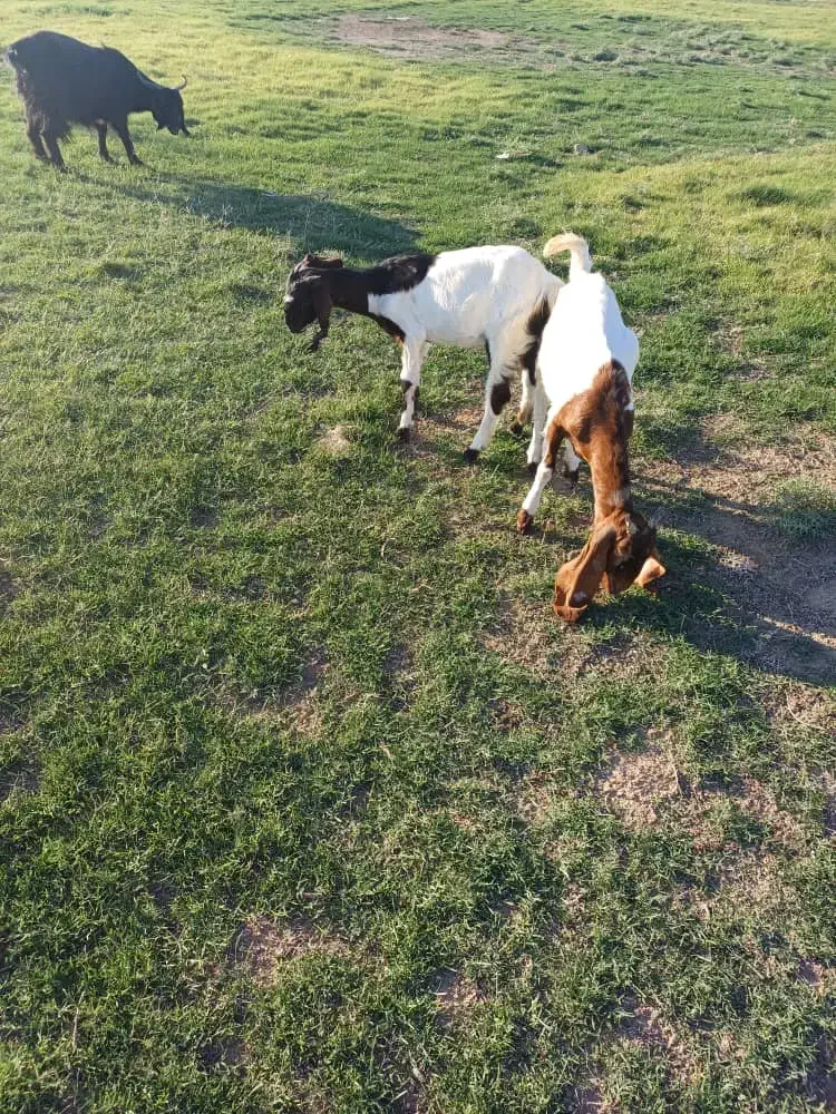 بز دوقلوزا|حیوانات مزرعه|گتوند, |دیوار