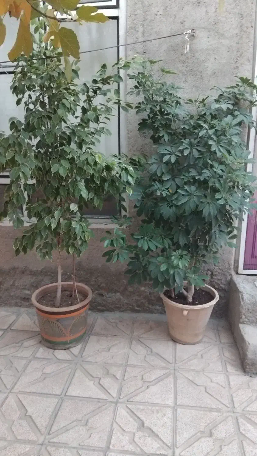 گل های طبیعی سالم و خوش سر حال|گل و گیاه طبیعی|بناب, |دیوار