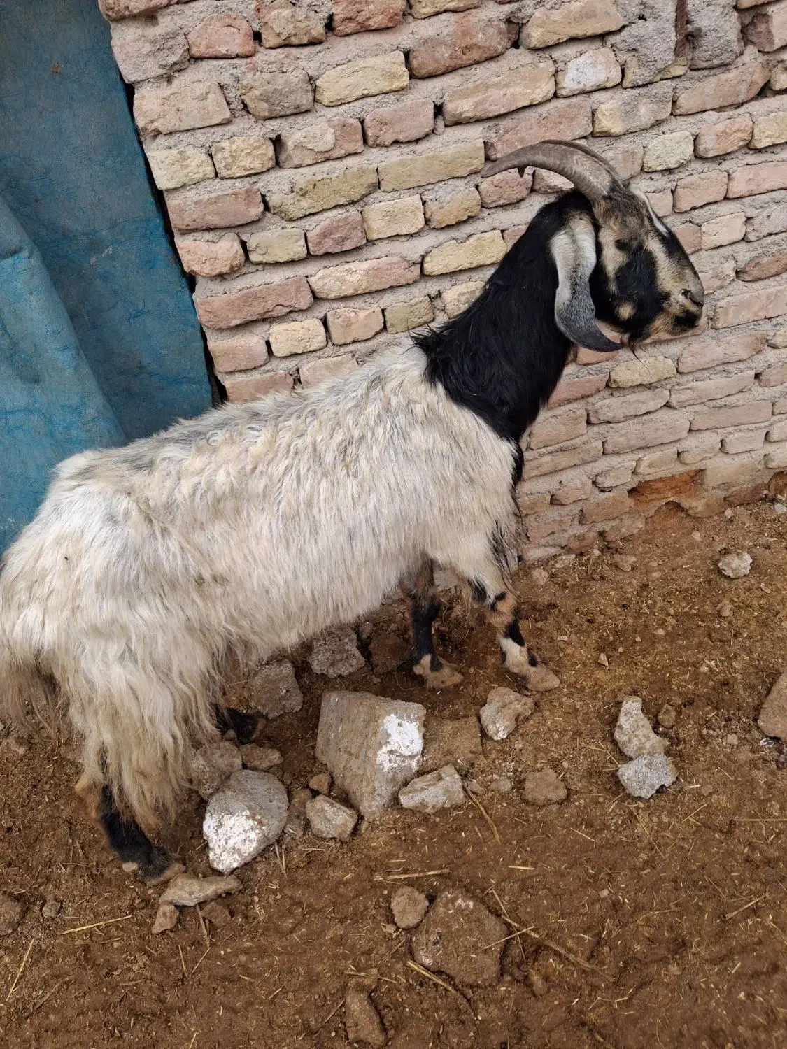 فروش دو راس بز و کهره های چاق و بره|حیوانات مزرعه|مرودشت, ده بید|دیوار