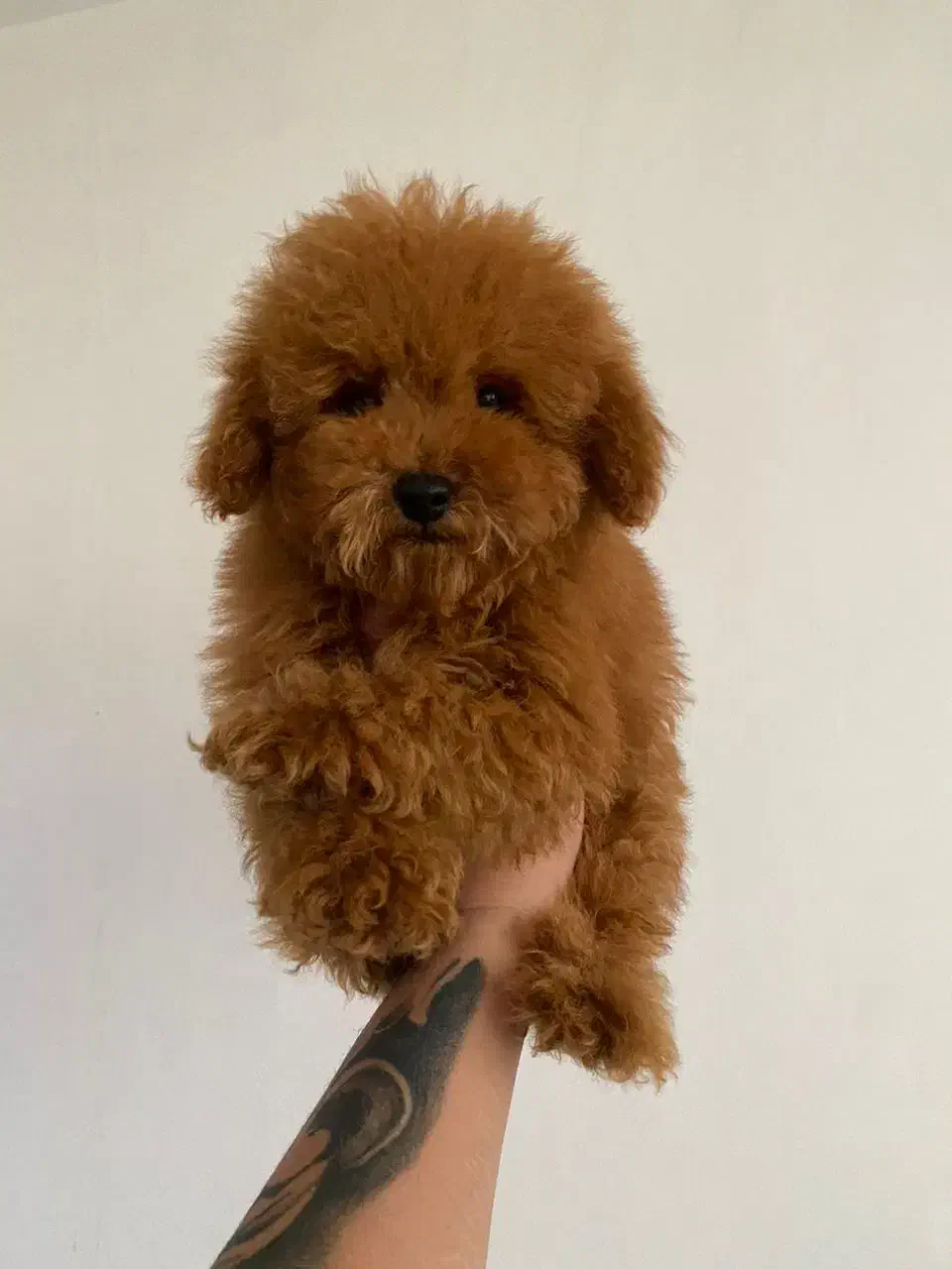 پودل مینیاتور|سگ|تهران, بهارستان|دیوار