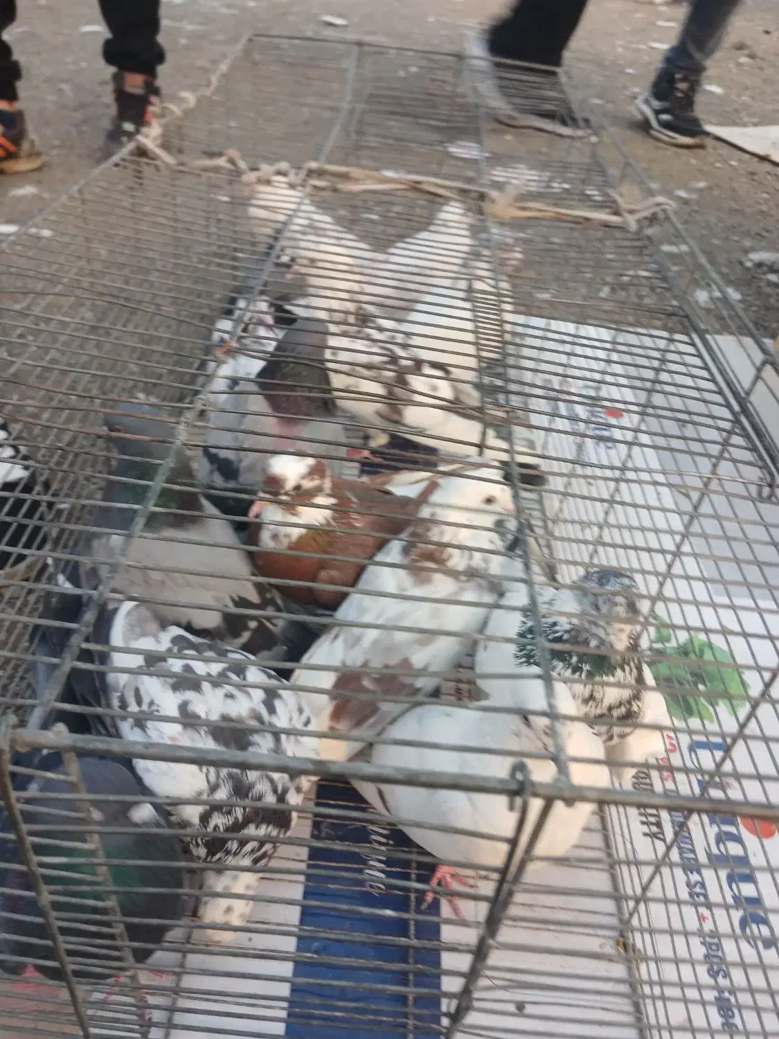 کفتر|پرنده|وحیدیه, |دیوار