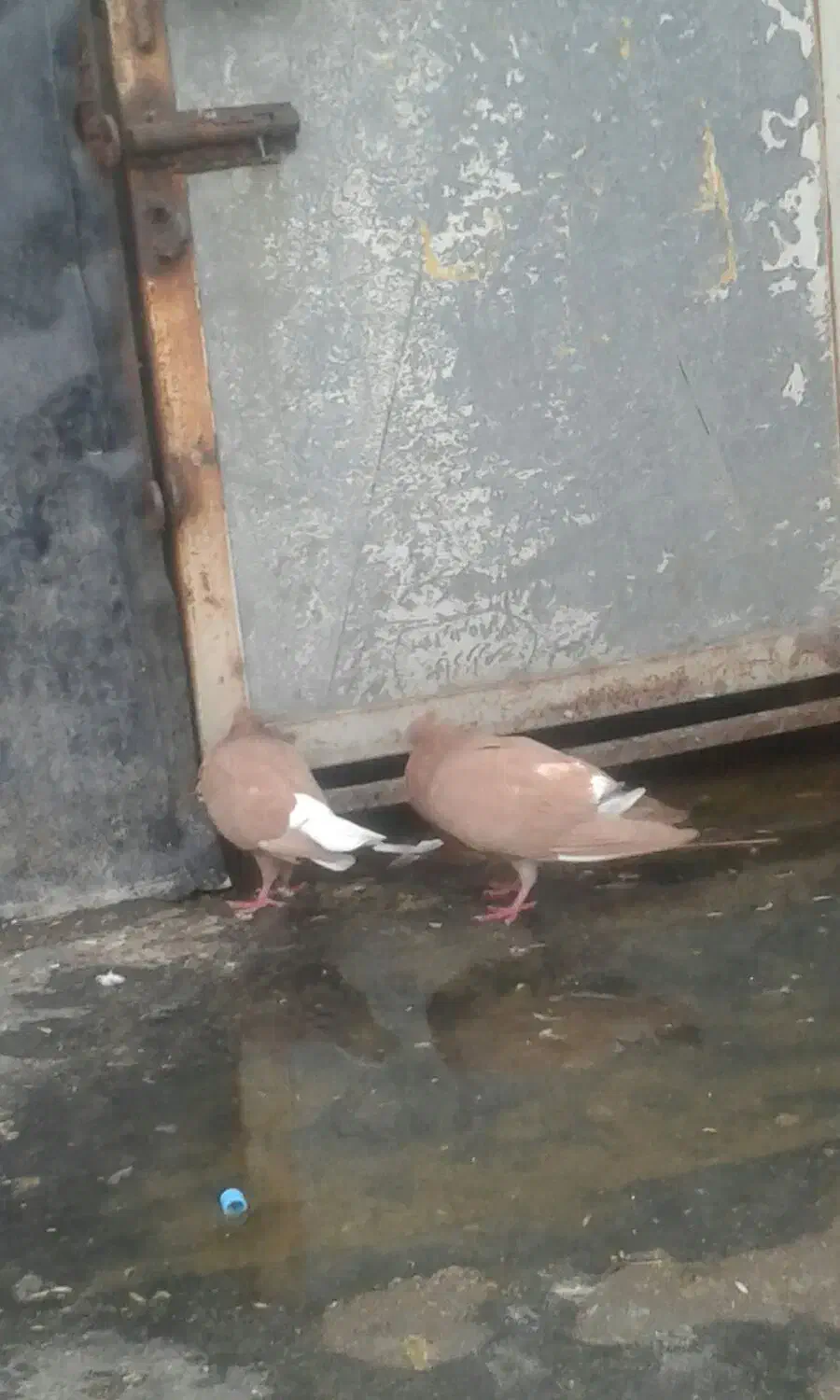 سرخ|پرنده|کارون, |دیوار