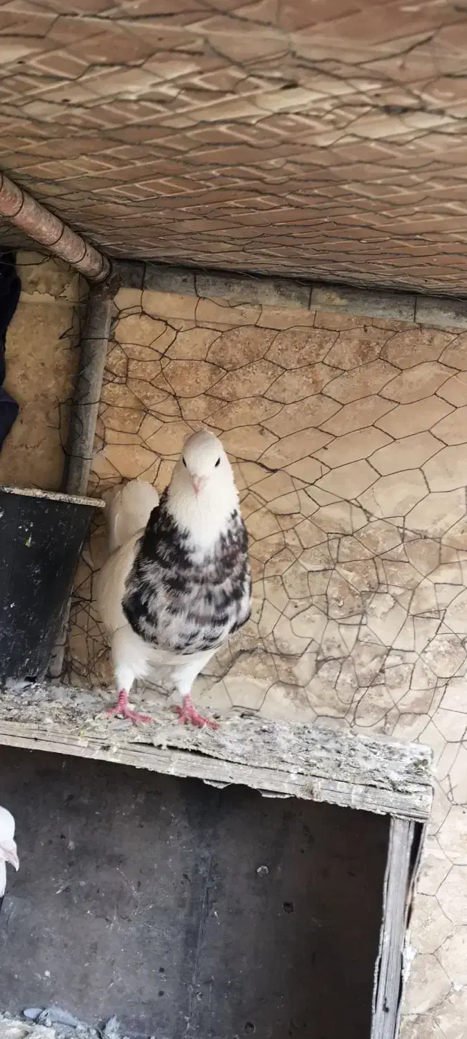 کبوتر|پرنده|خرمشهر, |دیوار