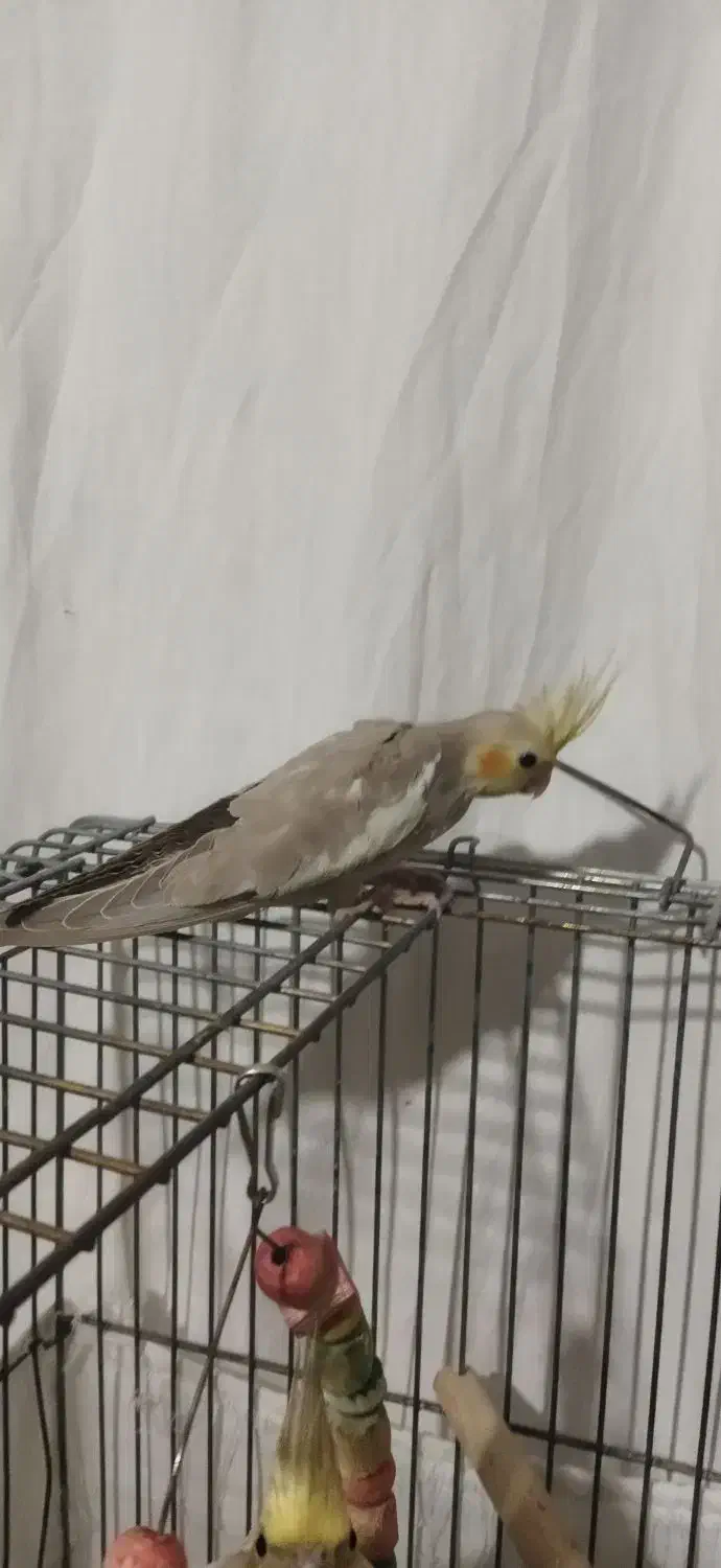 عروس هلندی آهویی|پرنده|محمدیه-قزوین, |دیوار