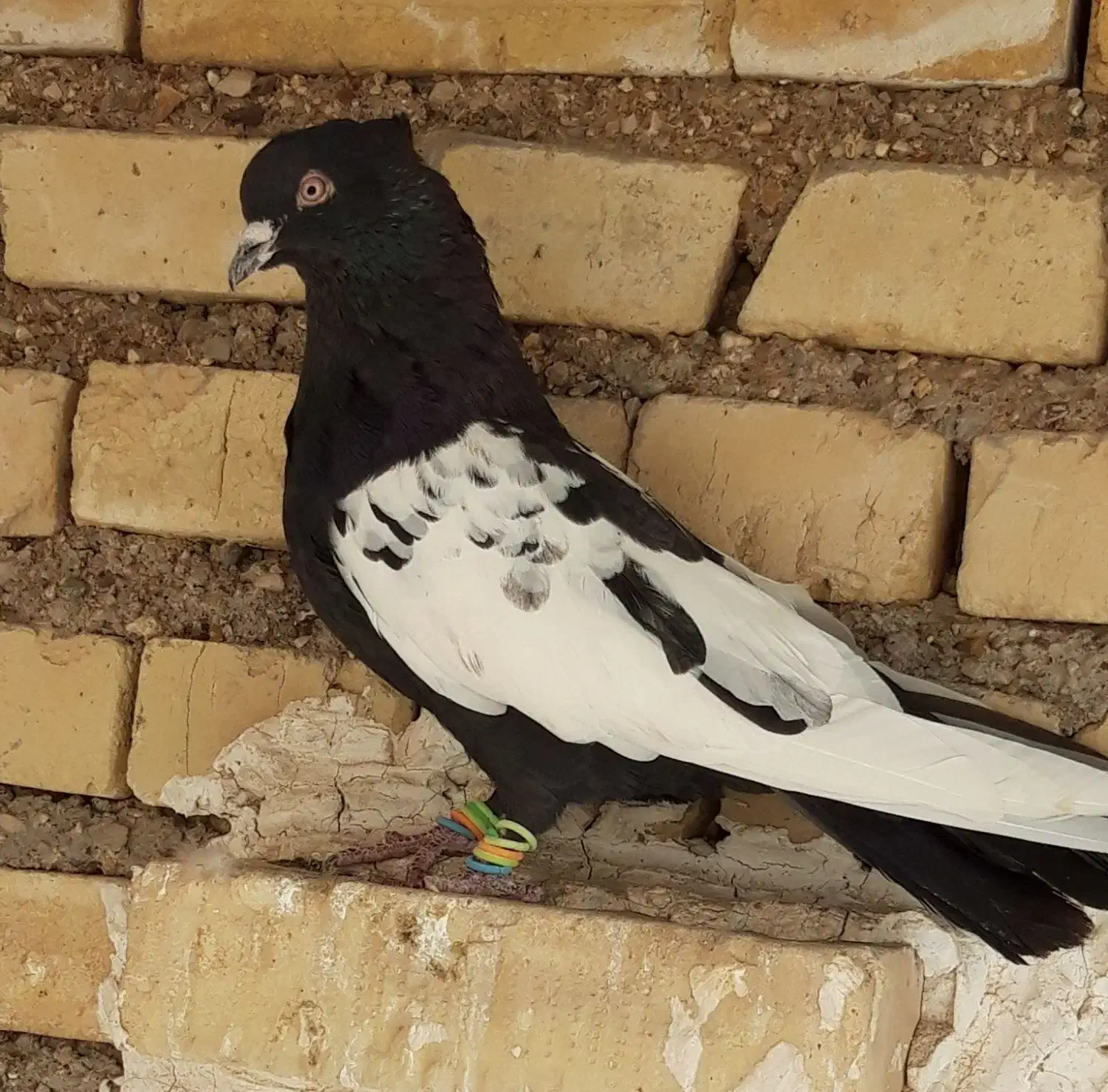 کبوتر نر سینه سیاه|پرنده|حمیدیه, |دیوار